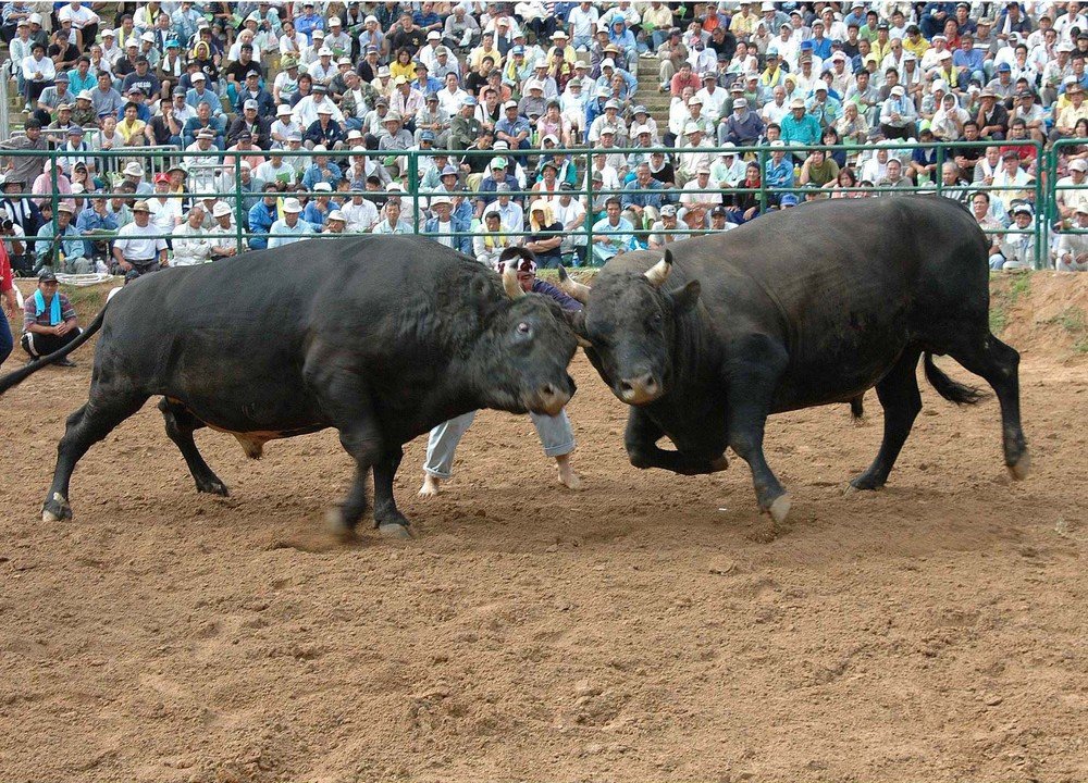 1トン級の巨体が激しくぶつかる興奮　伝統の「闘牛大会」、沖縄うるま市で開催