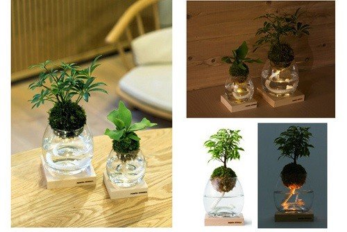 LEDゆらぎキャンドルとこけ玉で心もゆったり　ボタニカルキャンドル新発売