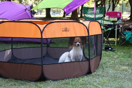 「ルームinわんタッチドッグラン」子犬が室内でたっぷり走れる　