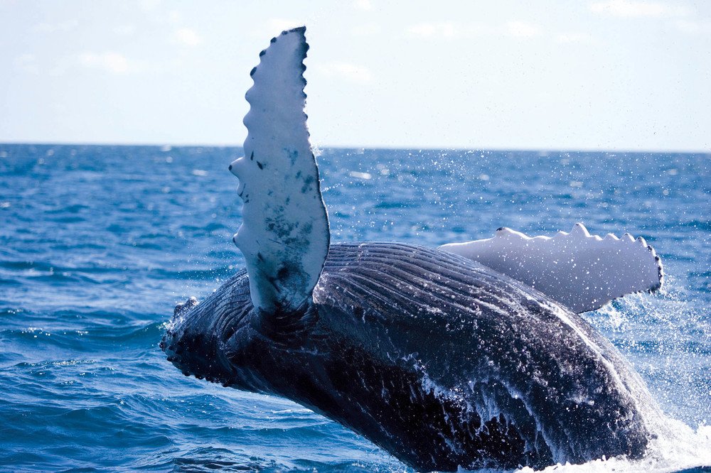 「ニコングランドキャンペーン」締め切り迫る　プロの写真家と行く撮影の旅が当たる