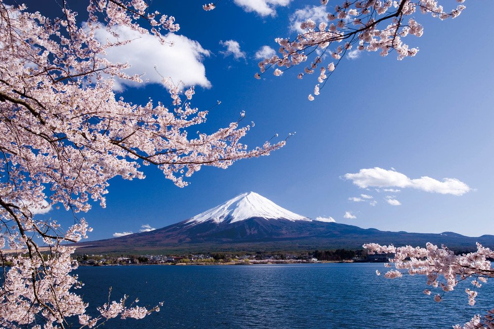「絶景・富士山と桜　日帰り撮影の旅」