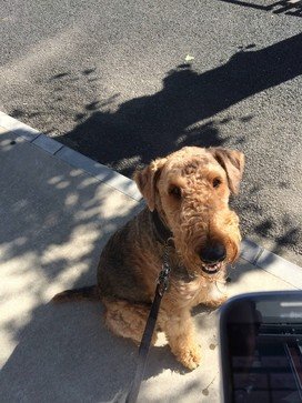「dogg.me カメラ」「犬が振り向く音」で目線バッチリの愛犬写真が撮れるアプリ
