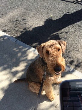 愛犬のキメ顔をばっちり撮れる