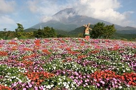 世界遺産　富士山2合目に東海エリア最大規模の「天空の花畑」