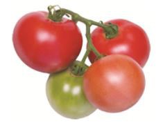 病気に強く育てやすい野菜苗「ぜっぴん！トマト」や「スーパーキュウリ　つよっしー」