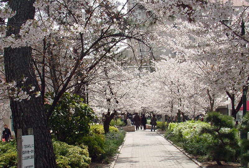 阪急宝塚駅と大劇場を結ぶ「花のみち」。宝塚歌劇への花道にたとえられるが、歌劇101年目はトップらの巣立ちの花道にも