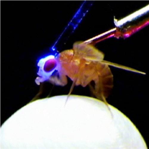 ショウジョウバエの「同性愛」遺伝だけではない　東北大研究チームが実証