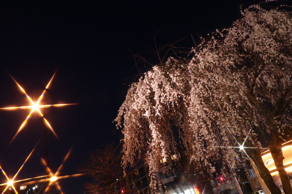 原町田5丁目のライトアップされた桜