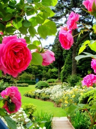 六甲山の花の見どころをお得に巡る「六甲山 花めぐりチケット」　6月13日から発売