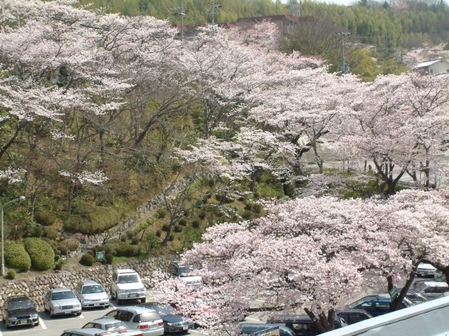 昨年度までの園内の桜の様子