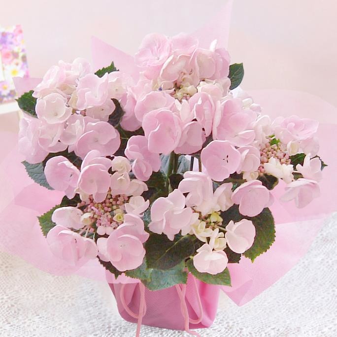 ピンク、グリーン、そしてレッドへ　母の日ギフトにアジサイ鉢「カメレオン」