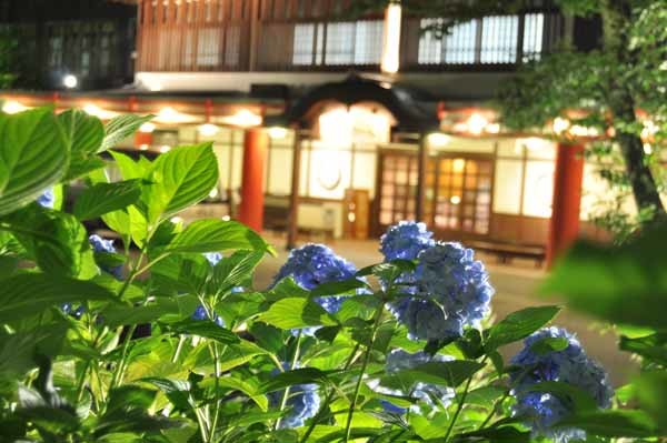 有馬の紫陽花は6月下旬が見頃！　紫陽花ライトアップ「太閤花灯路」スタート