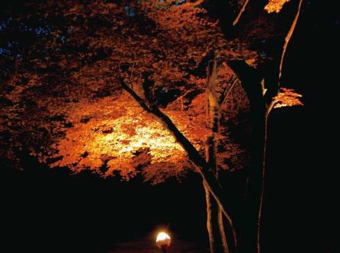 市街地より一足先に秋色が楽しめる六甲高山植物園で、木々をライトアップした紅葉ナイトツアーが初開催