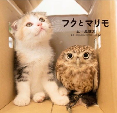 フクロウと子猫が家族になった　「飛び猫」五十嵐健太氏撮り下ろし写真集