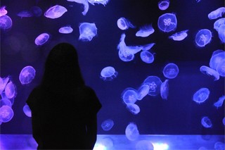 スカイツリータウンすみだ水族館「クラゲの芸術祭」開催中