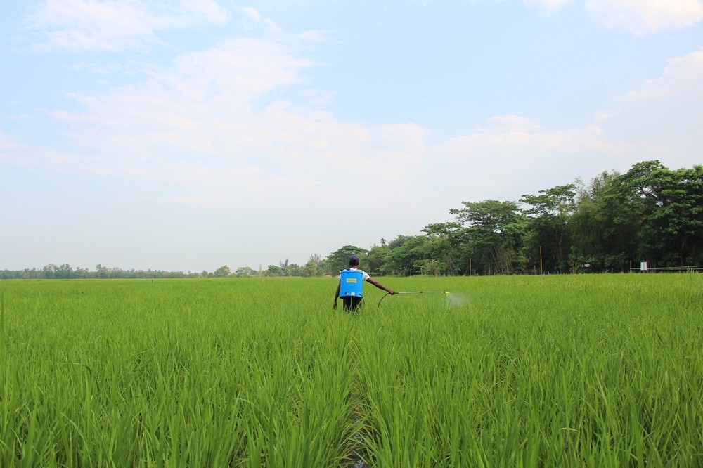適切な間隔で苗を植え、「万田31号」を使用した田んぼ