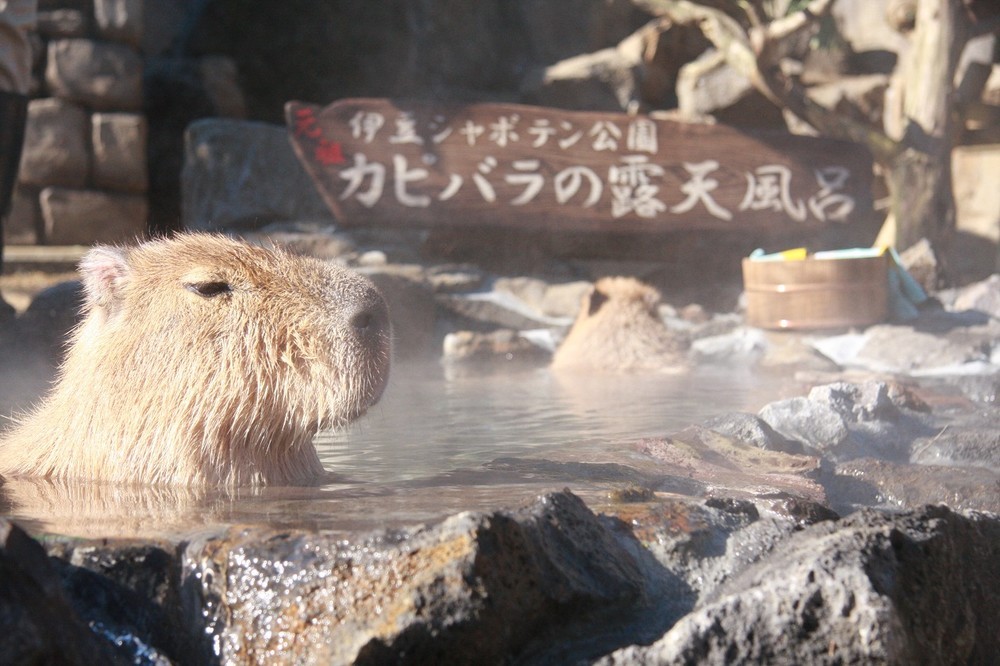 伊豆シャボテン公園で冬の風物詩「元祖カピバラの露天風呂イベント」
