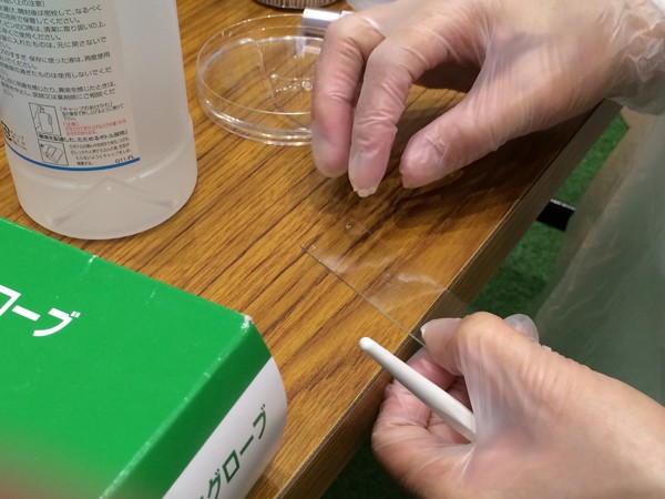 口腔内からとった歯垢をプレパラートに乗せる