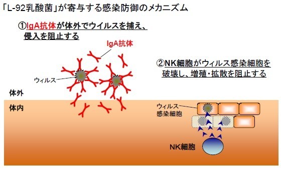 「L-92乳酸菌」が寄与する感染防御のメカニズム