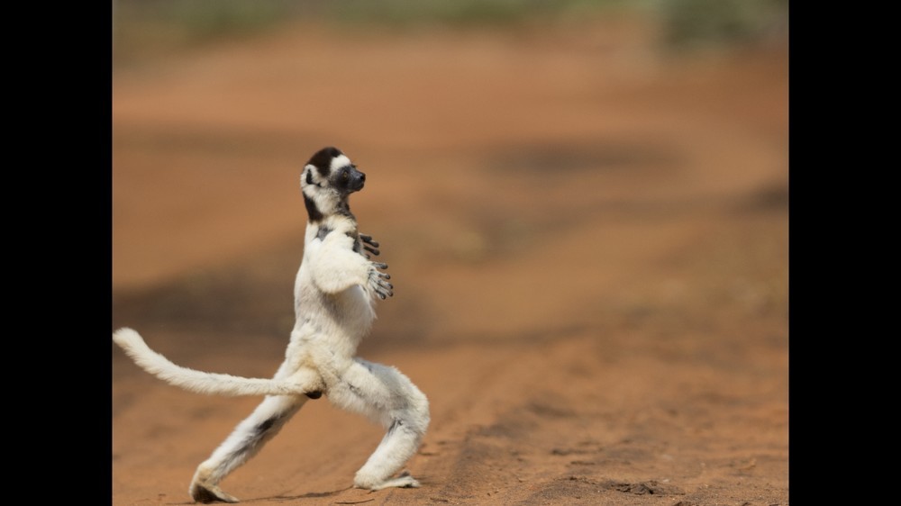 マダガスカル島に生息するベローシファカ