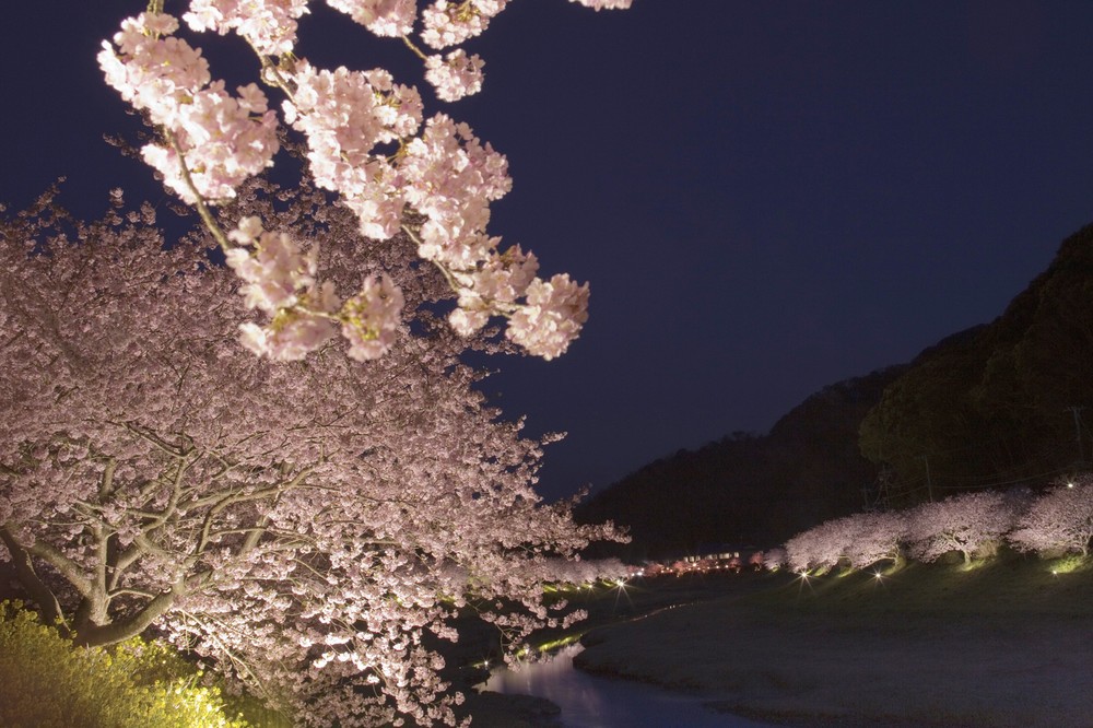 早咲きの「河津桜」で一足早い春を楽しむ「桜会席プラン」　河津町「今井荘」
