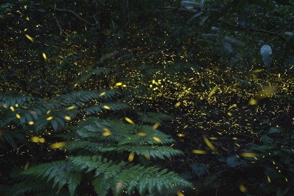 星野リゾート、日本一早いホタル観賞ツアーを「リゾナーレ西表島」で開催