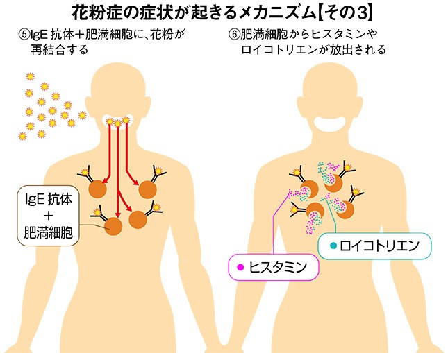 「花粉症の症状が起きるメカニズム」その3