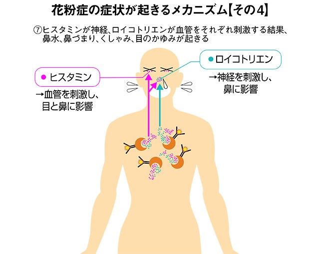 「花粉症の症状が起きるメカニズム」その4