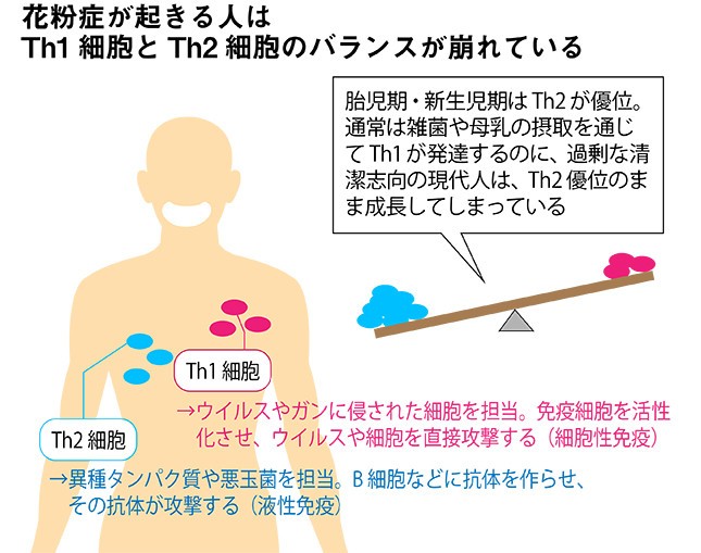 花粉症患者はヘルパーT細胞のTh1とTh2のバランスが崩れている