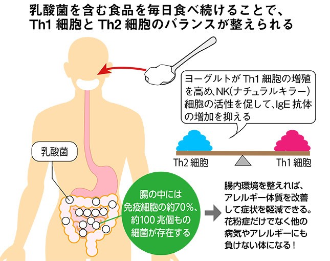 毎日のヨーグルト摂取で、Th１・Th2のバランスがよくなる