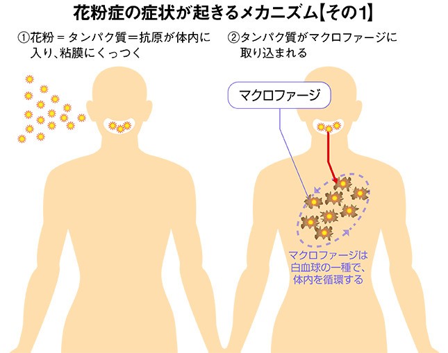 「花粉症の症状が起きるメカニズム」その1（イラストは編集部作成）