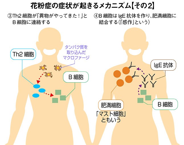 「花粉症の症状が起きるメカニズム」その2
