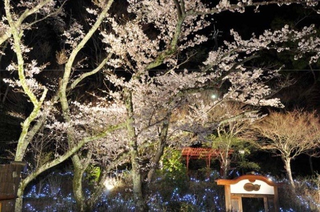 約150本の桜を30基の大型照明でライトアップ
