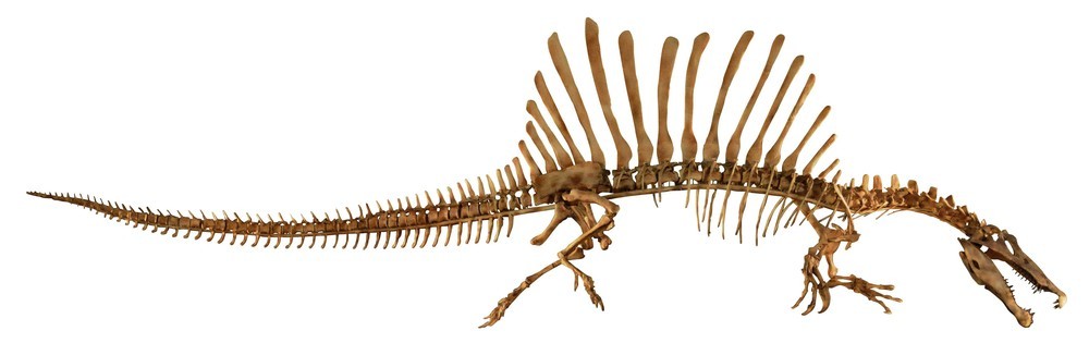 スピノサウルス全身(Courtesy of The University of Chicago ／photo by Mike Hettwer）