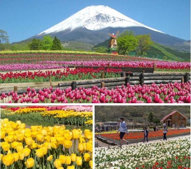 富士の裾野で21万本が咲き乱れる「天空のチューリップ祭り」　静岡・裾野の遊園地ぐりんぱ