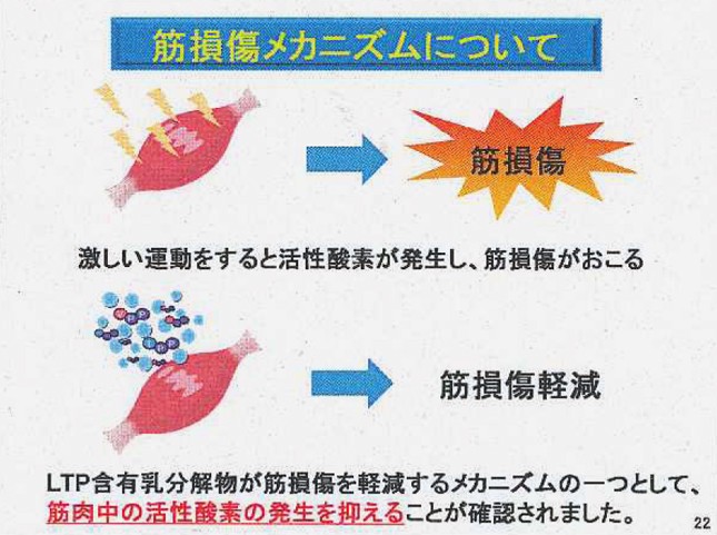 「LTP」含有乳タンパク分解物が筋損傷メカニズムに与える好影響が、マウス実験で明らかに