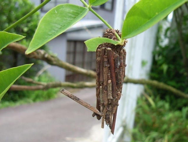 シニア世代は「昆虫」でタイプ分けできる!?　最多の「ミノムシ型」ってどんな人？