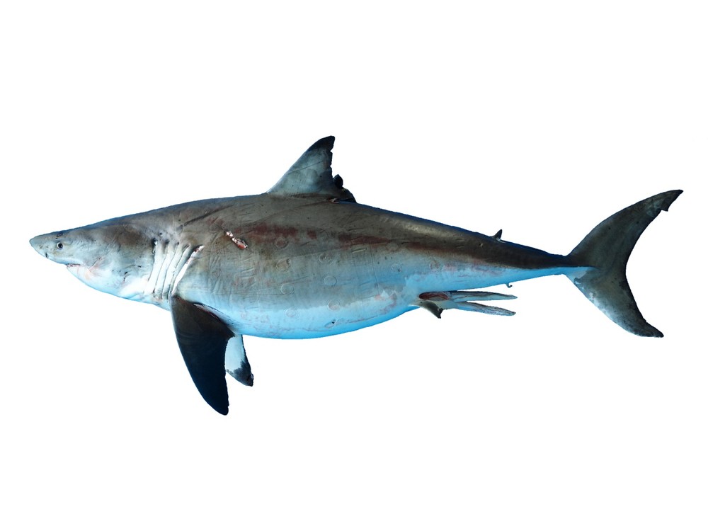 ホホジロザメ成魚の標本は初公開