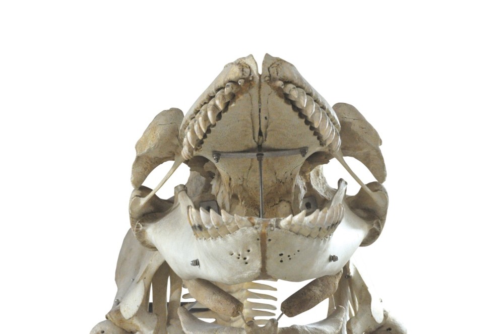 シャチ骨格（所蔵：国立科学博物館）