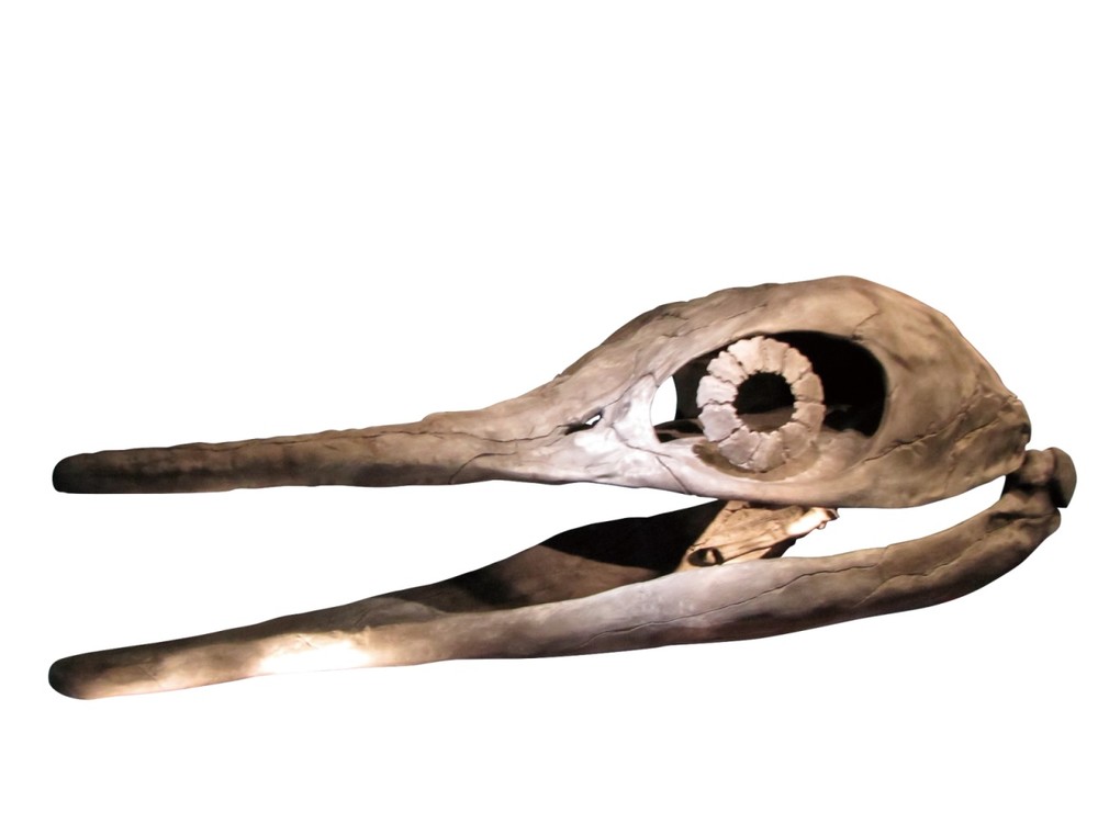ショニサウルス頭骨　（所蔵：北九州市立自然史・歴史博物館）