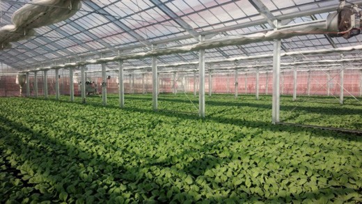 生でも食べられる