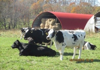 輸入飼料からの脱却を目指して　北海道と世界最強のNZ乳業最大手が「酪農」でタッグを組む理由
