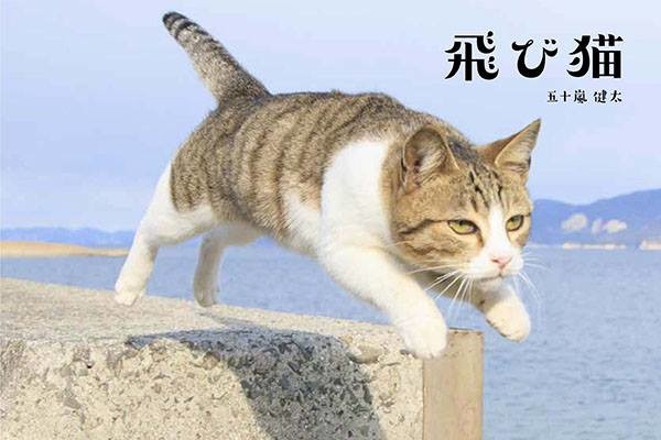 五十嵐健太さんの代表作の一つ「とび猫」