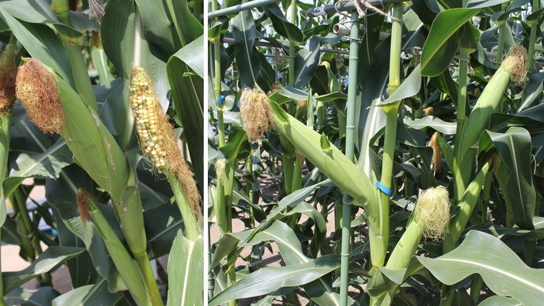 非GM作物（左）は、害虫被害が目立つが、GM作物にはその兆候は見られない