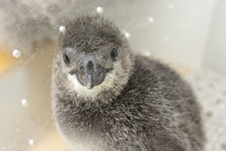 赤ちゃんペンギンの泳ぎトレーニング　すみだ水族館で公開