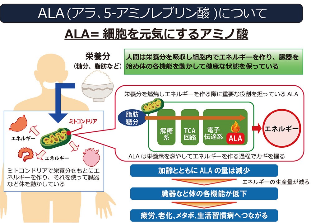 ALAはミトコンドリアを元気にするアミノ酸