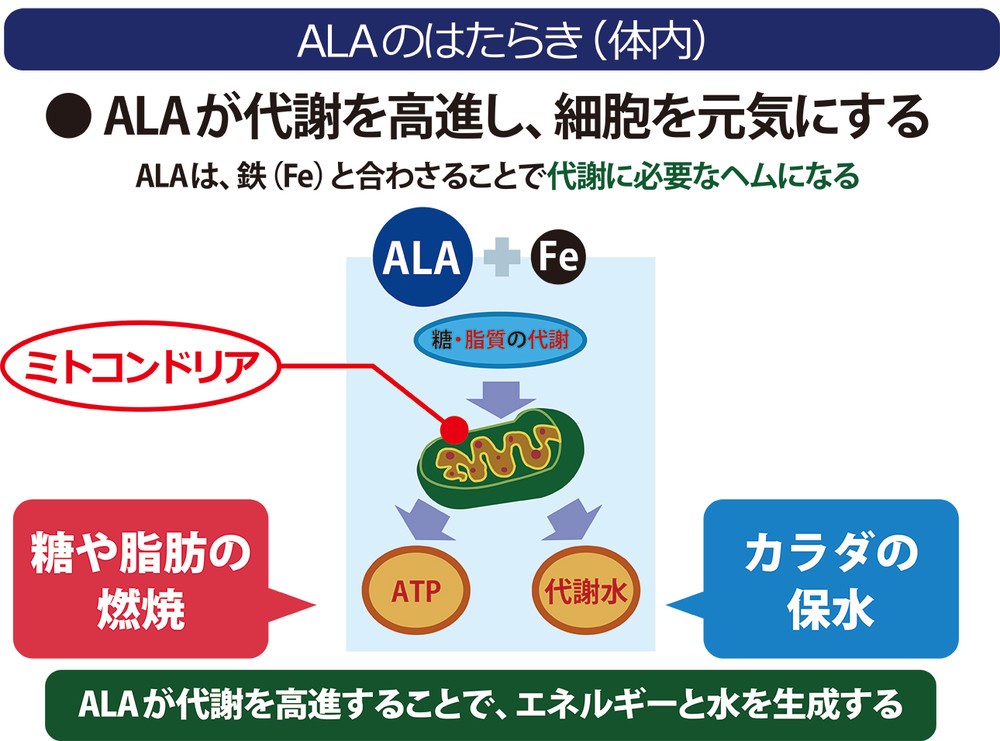 ALAは、細胞内のミトコンドリアを活性化させる
