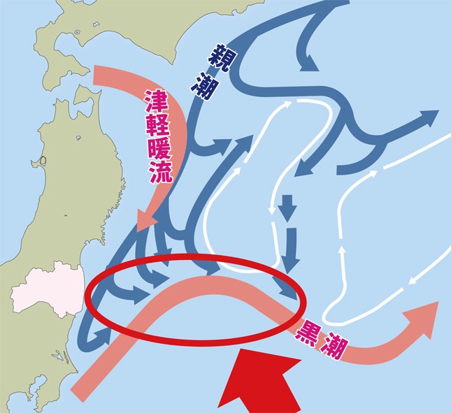 福島県沖の海は親潮と黒潮が出会い、豊かな漁場を形成している