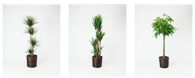 （左から）コンシンシネ10号、ユッカ10号、パキラ10号