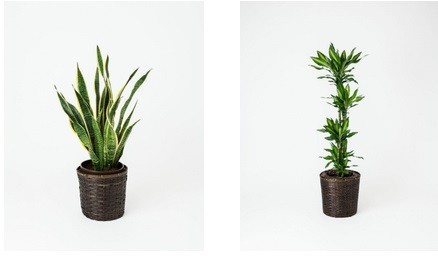 （左から）サンセべリア8号、ジェレ10号